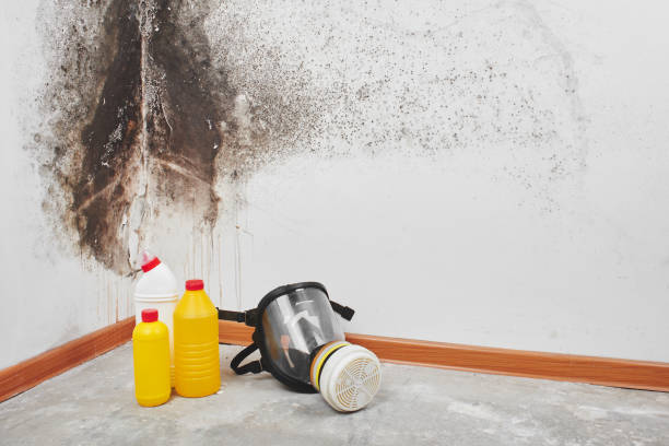  Bessemer City, NC Mold Removal Pros