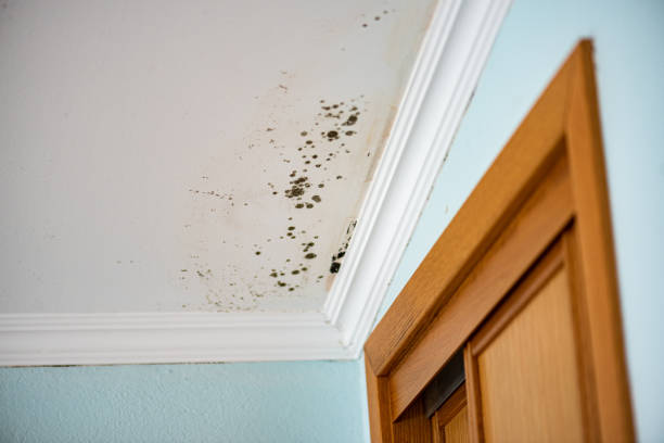 Best Local Mold Removal Service  in Bessemer City, NC