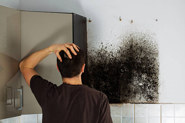 Best Toxic Mold Removal  in Bessemer City, NC